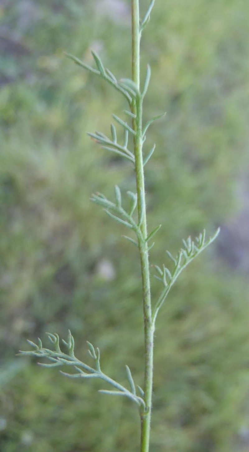 Cotula lineariloba photo 5