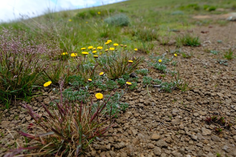 Cotula lineariloba photo 6