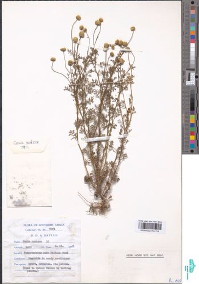 Cotula lineariloba photo 8