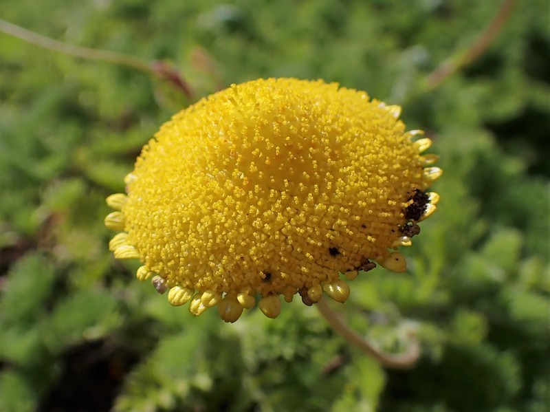 Cotula lineariloba