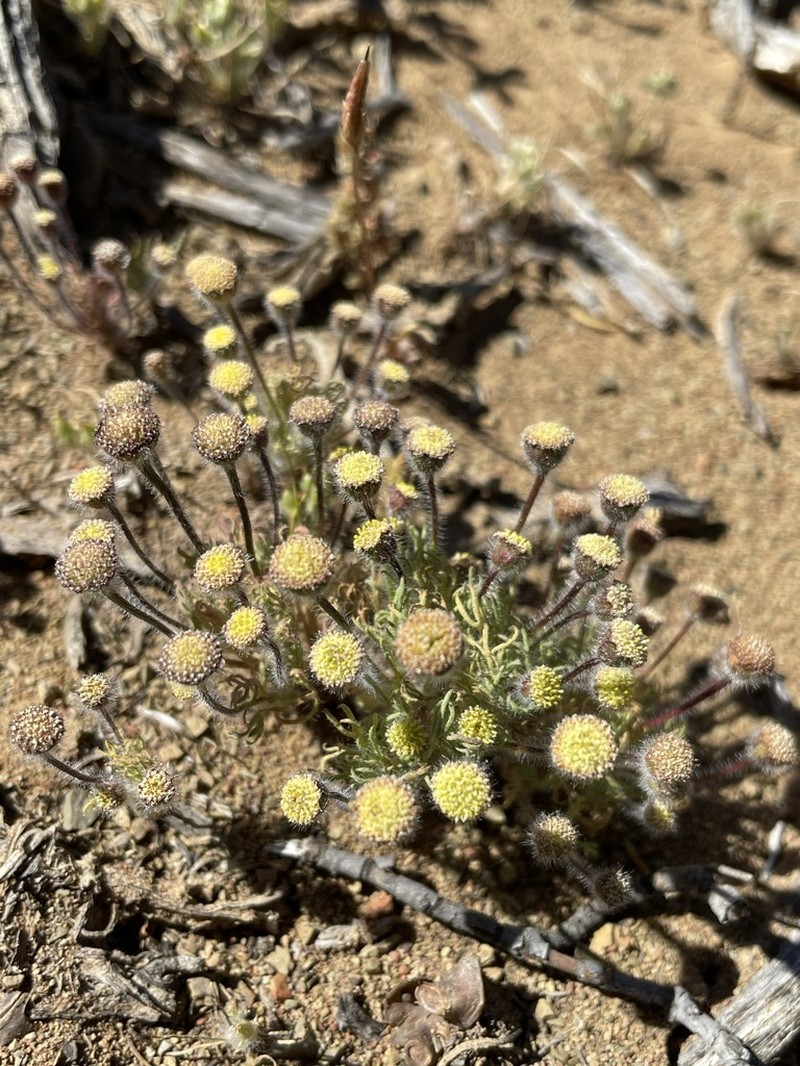 Cotula loganii