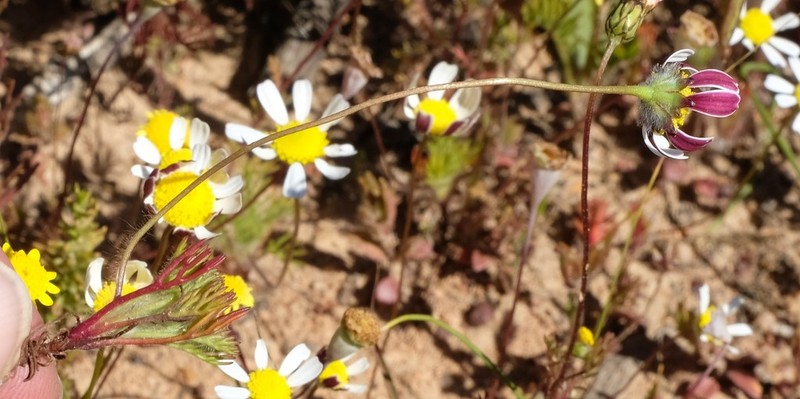 Cotula macroglossa