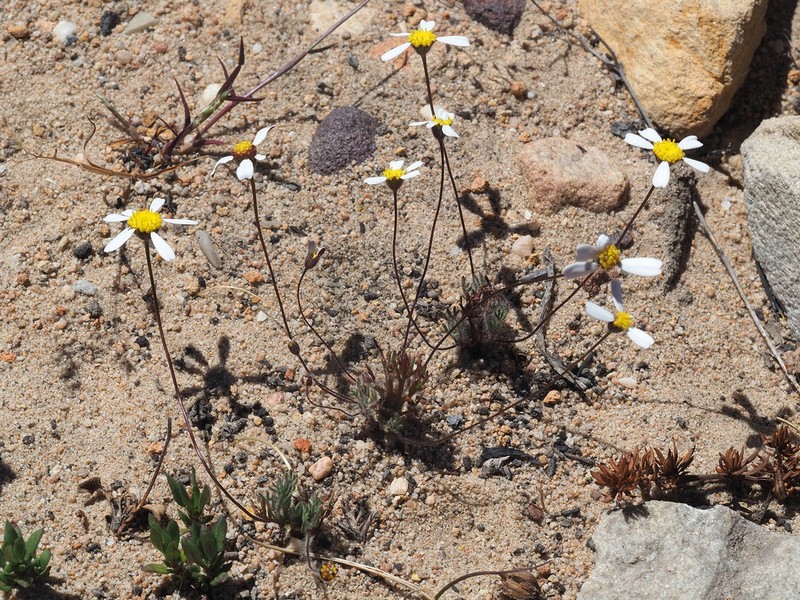 Cotula macroglossa photo 2