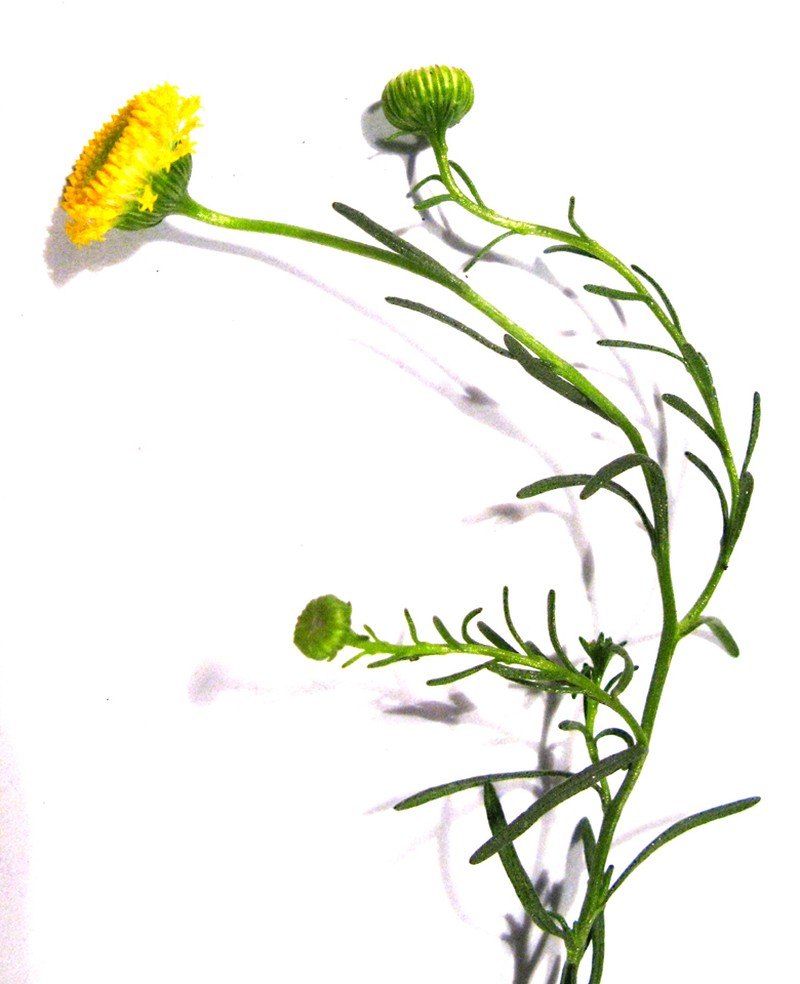 Cotula macroglossa photo 3