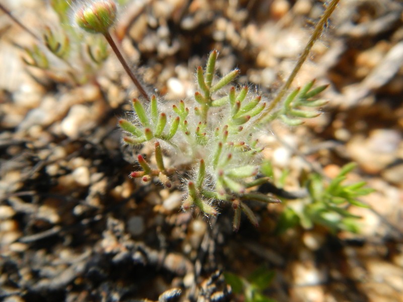 Cotula macroglossa photo 4