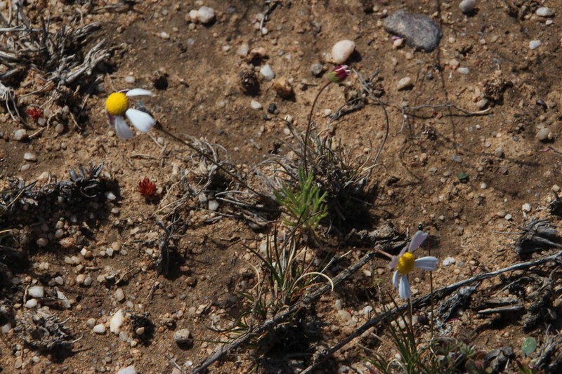 Cotula macroglossa photo 5