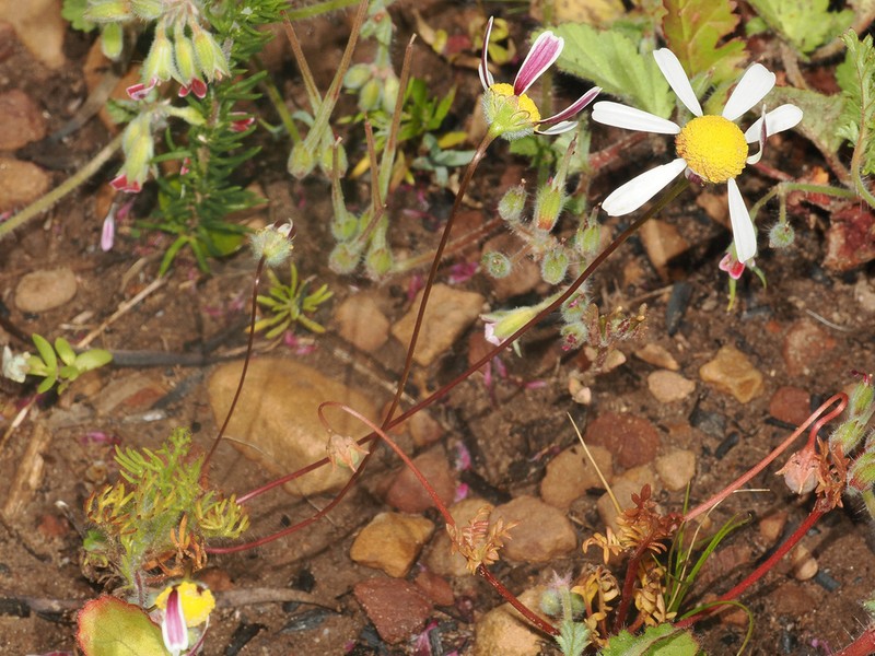 Cotula macroglossa photo 6