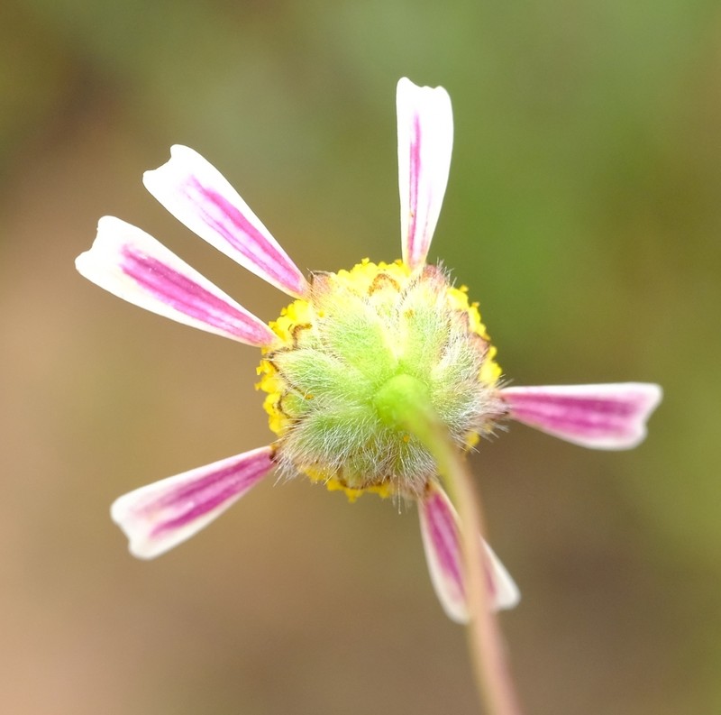 Cotula macroglossa photo 7