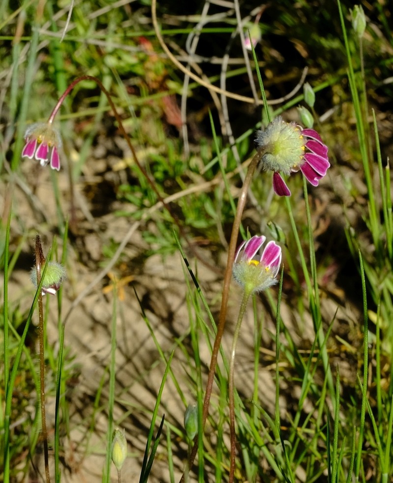 Cotula macroglossa photo 8