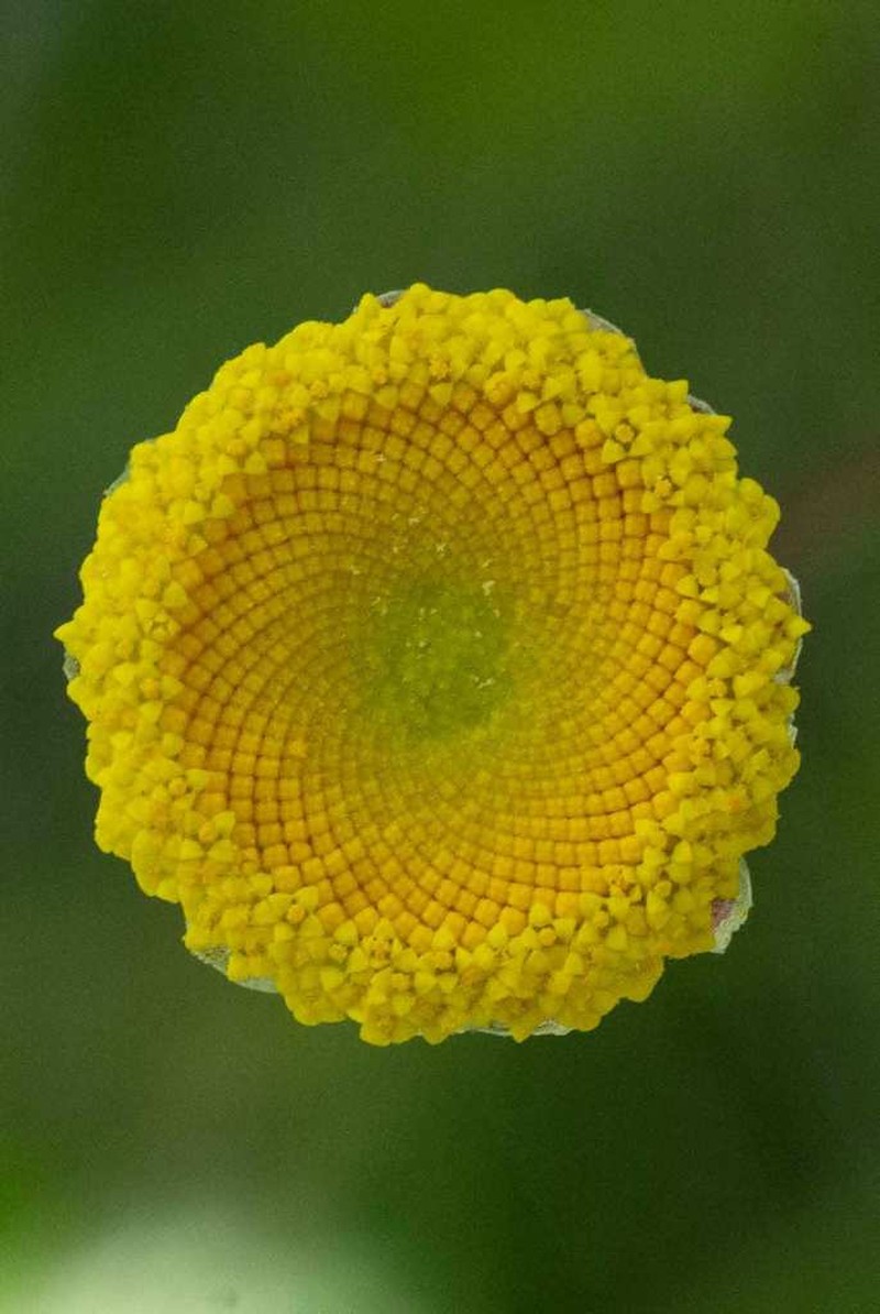 Cotula membranifolia