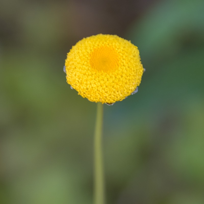 Cotula membranifolia photo 2