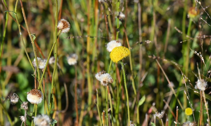 Cotula membranifolia photo 3