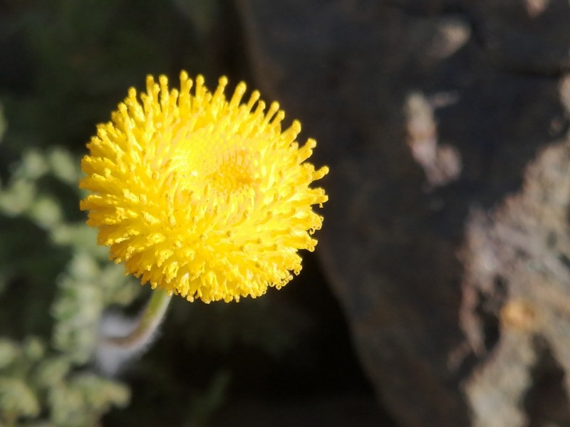 Cotula microglossa