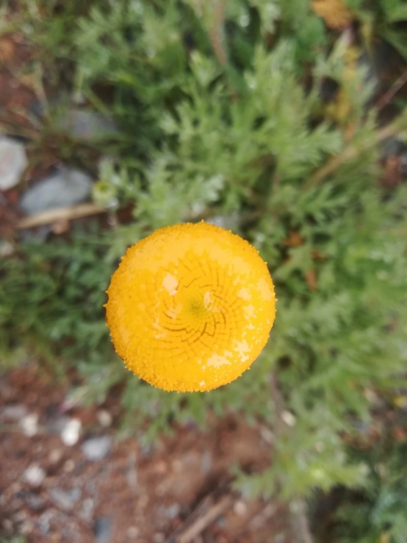 Cotula microglossa photo 2