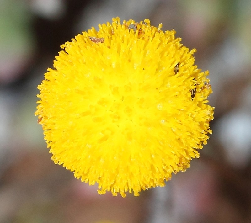 Cotula microglossa photo 3