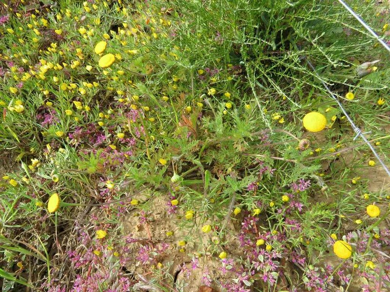 Cotula microglossa photo 4
