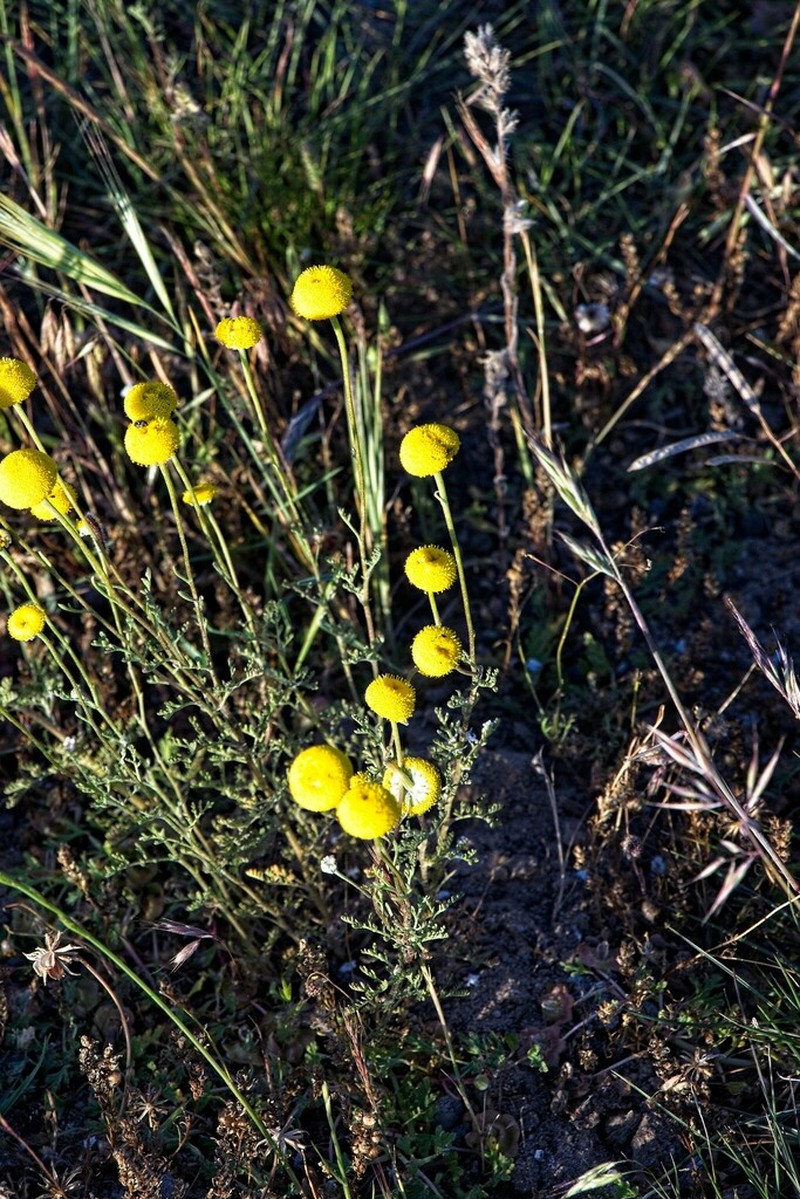 Cotula microglossa photo 5