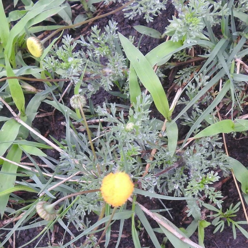 Cotula microglossa photo 6