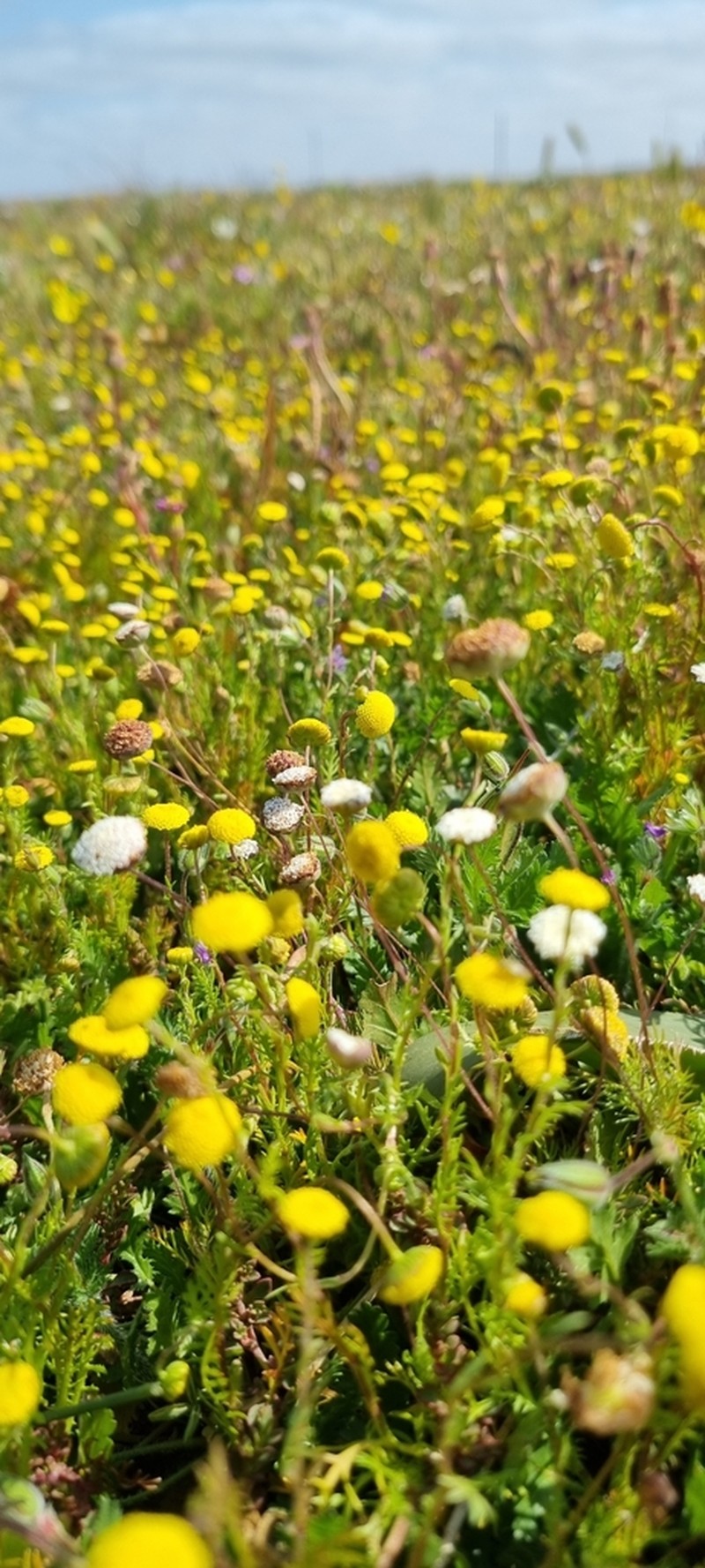 Cotula microglossa photo 8