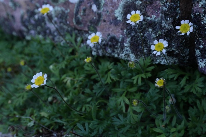 Cotula montana