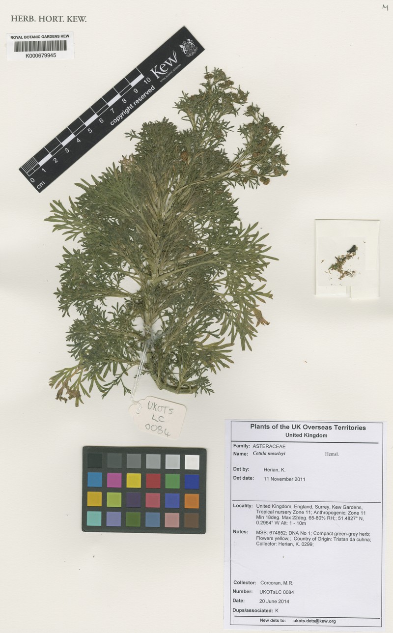 Cotula moseleyi photo 2