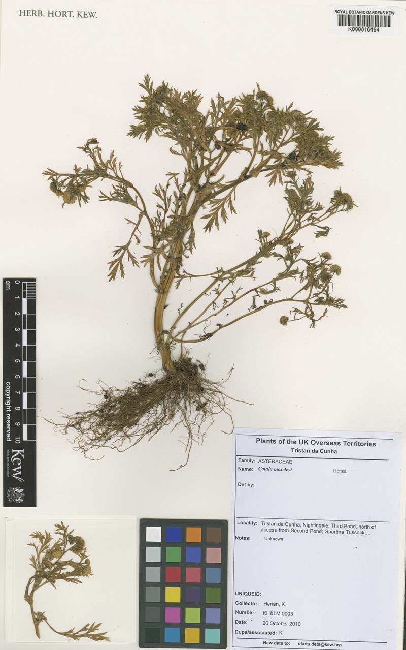 Cotula moseleyi photo 3