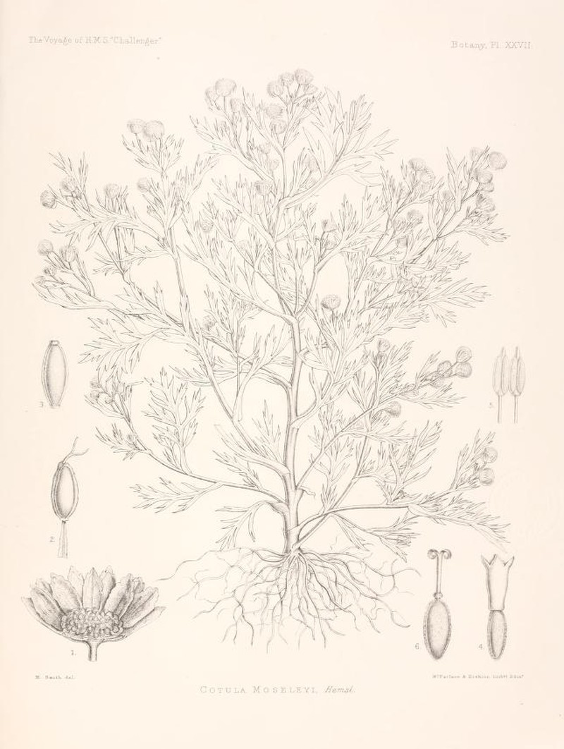 Cotula moseleyi