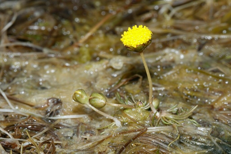 Cotula myriophylloides