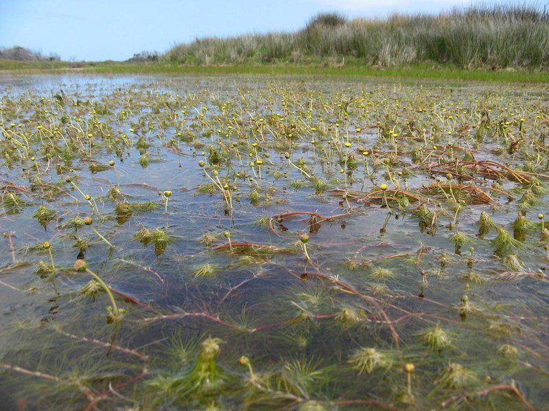 Cotula myriophylloides photo 2