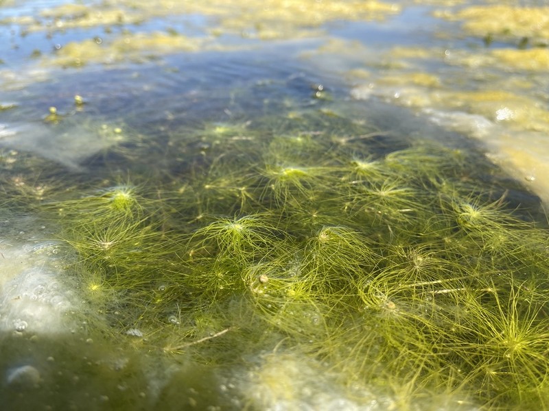 Cotula myriophylloides photo 3