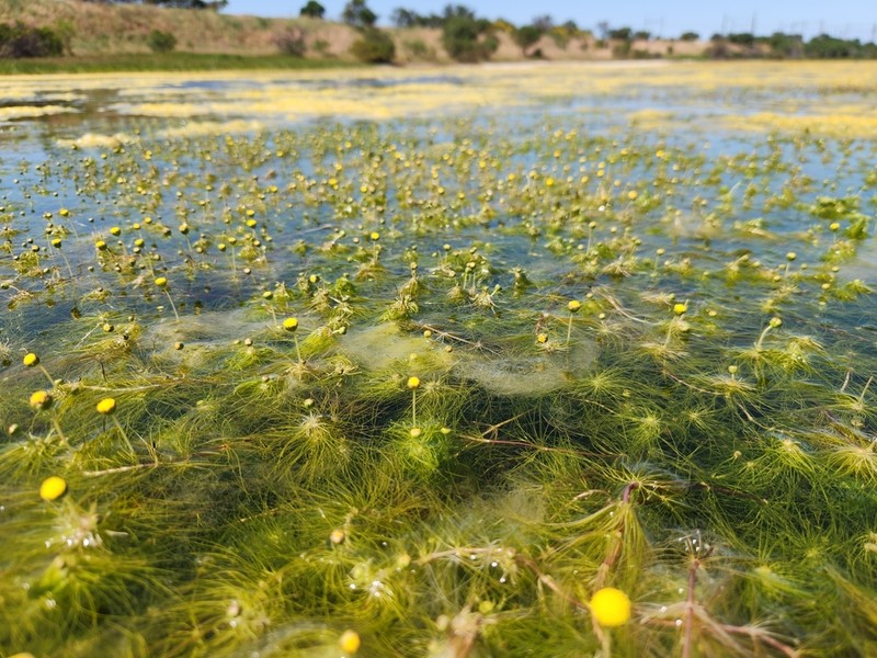 Cotula myriophylloides photo 4