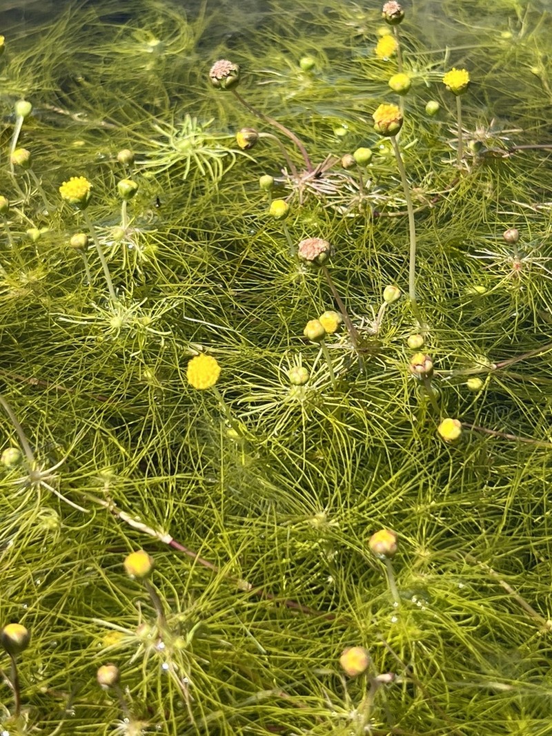 Cotula myriophylloides photo 5
