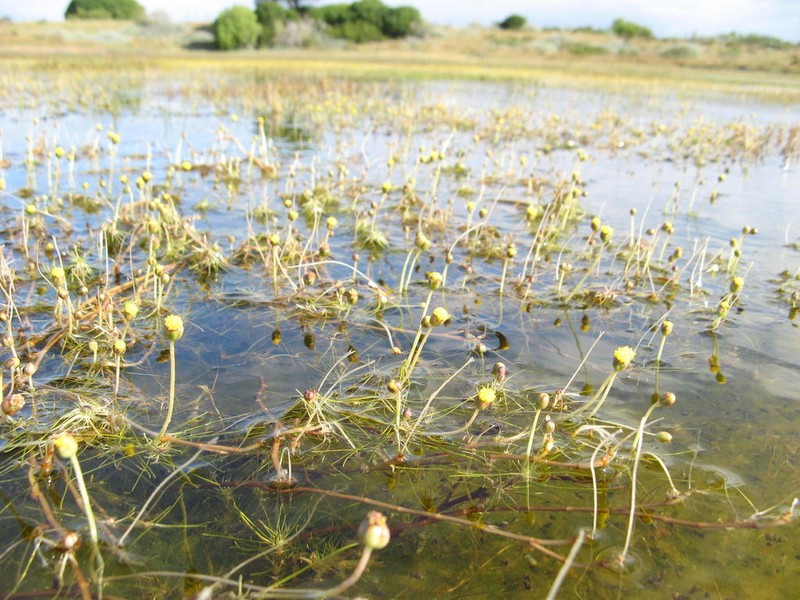 Cotula myriophylloides photo 6