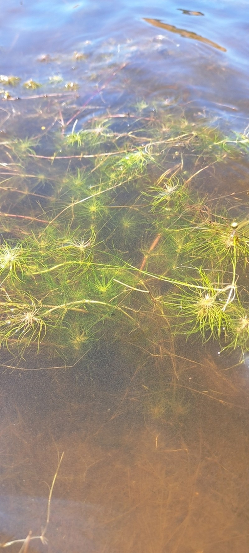 Cotula myriophylloides photo 8