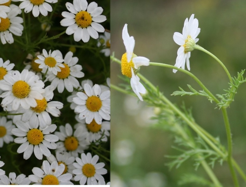 Cotula nigellifolia
