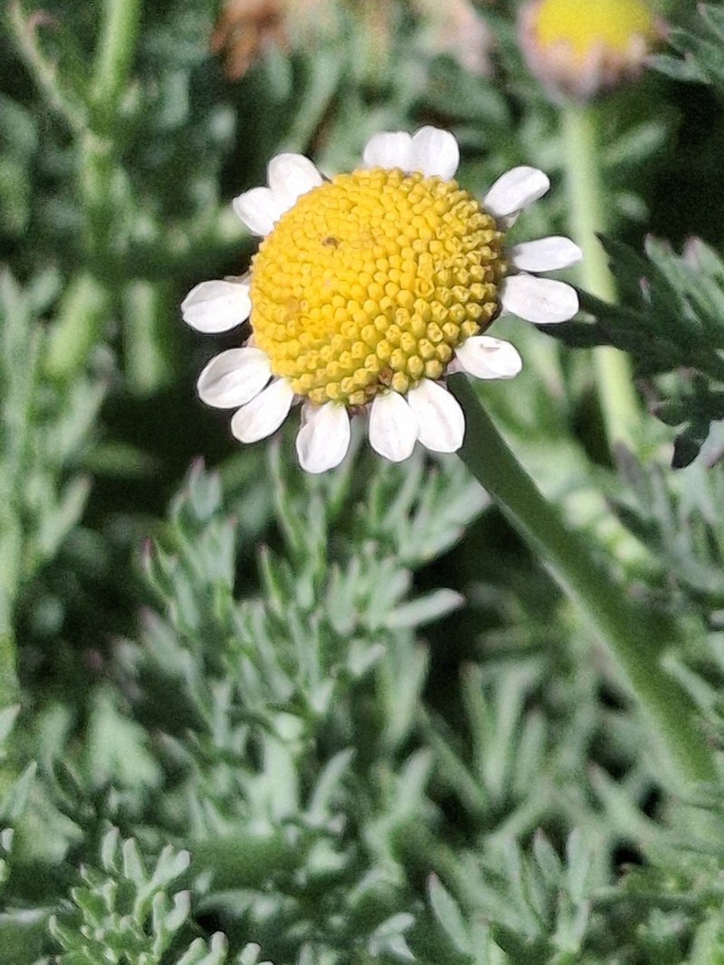 Cotula nigellifolia photo 2
