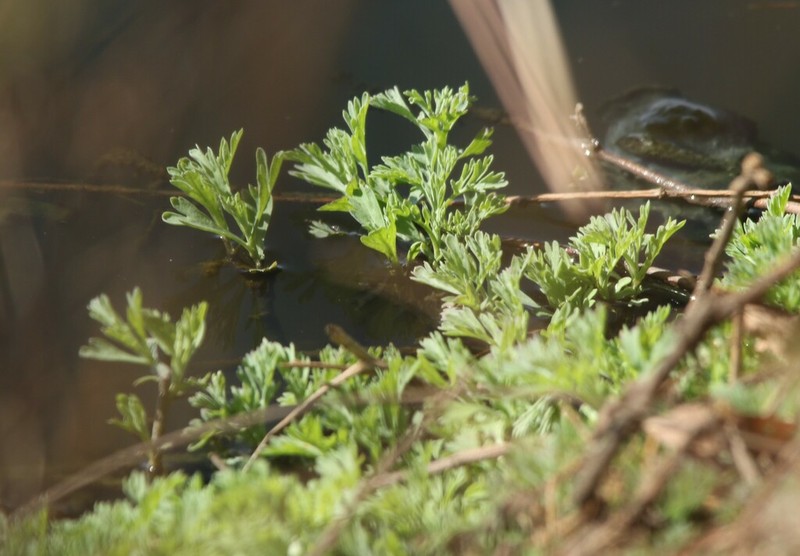 Cotula nigellifolia photo 3
