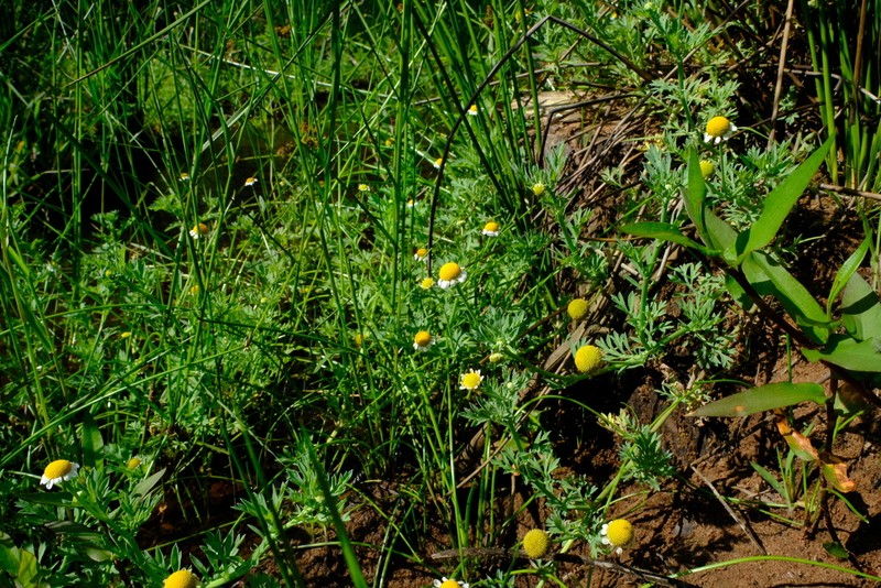 Cotula nigellifolia photo 4