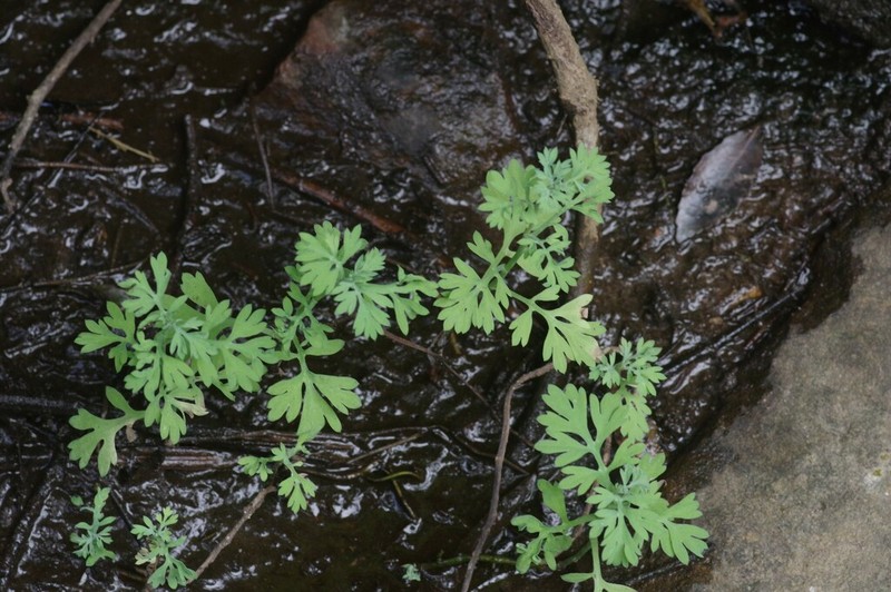 Cotula nigellifolia photo 5