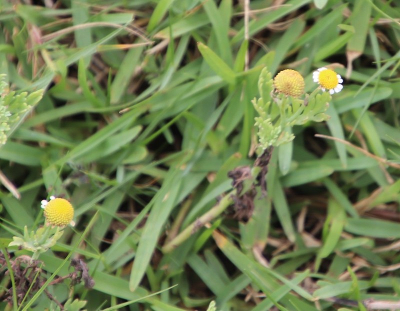 Cotula nigellifolia photo 6
