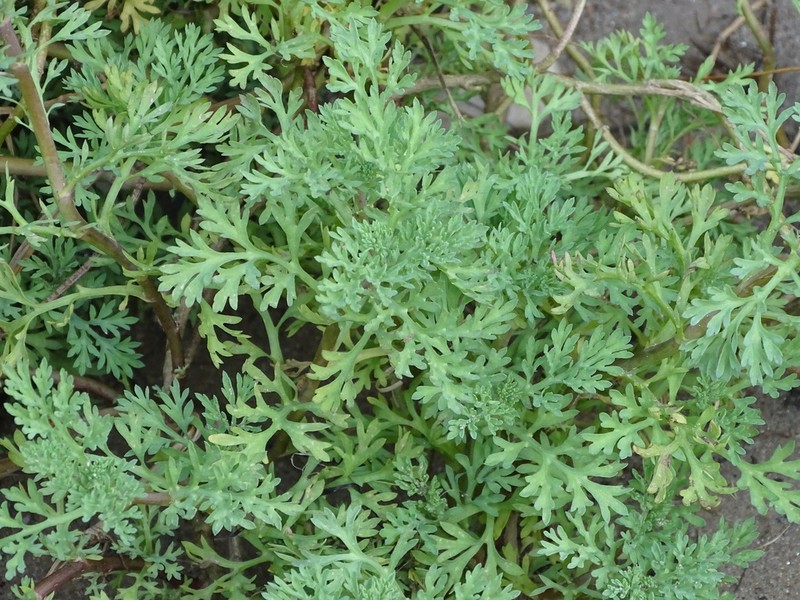 Cotula nigellifolia photo 7