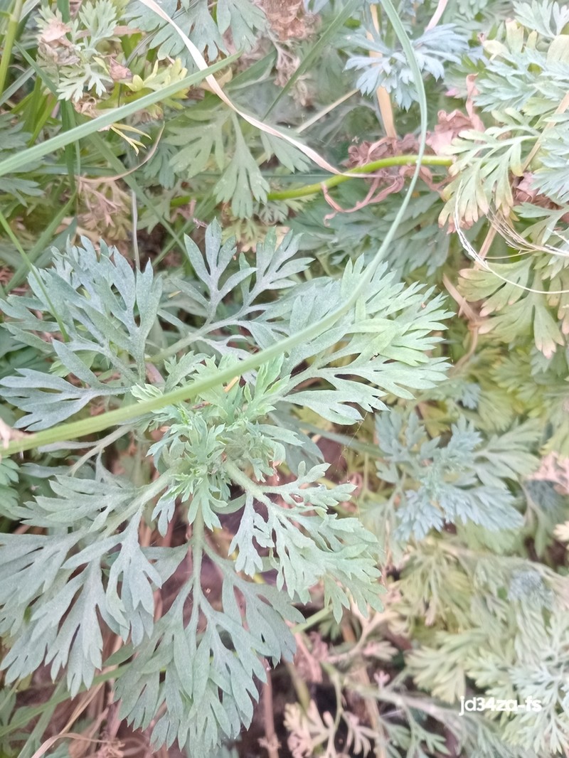 Cotula nigellifolia photo 8