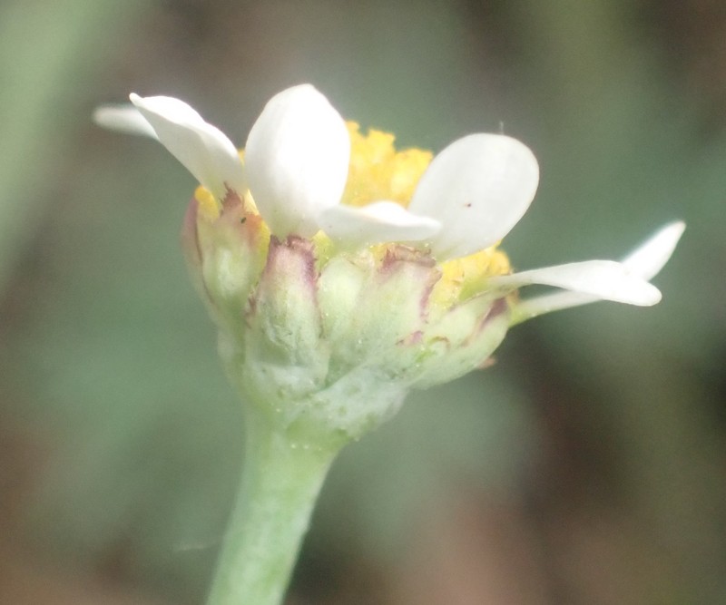 Cotula nigellifolia var. nigellifolia