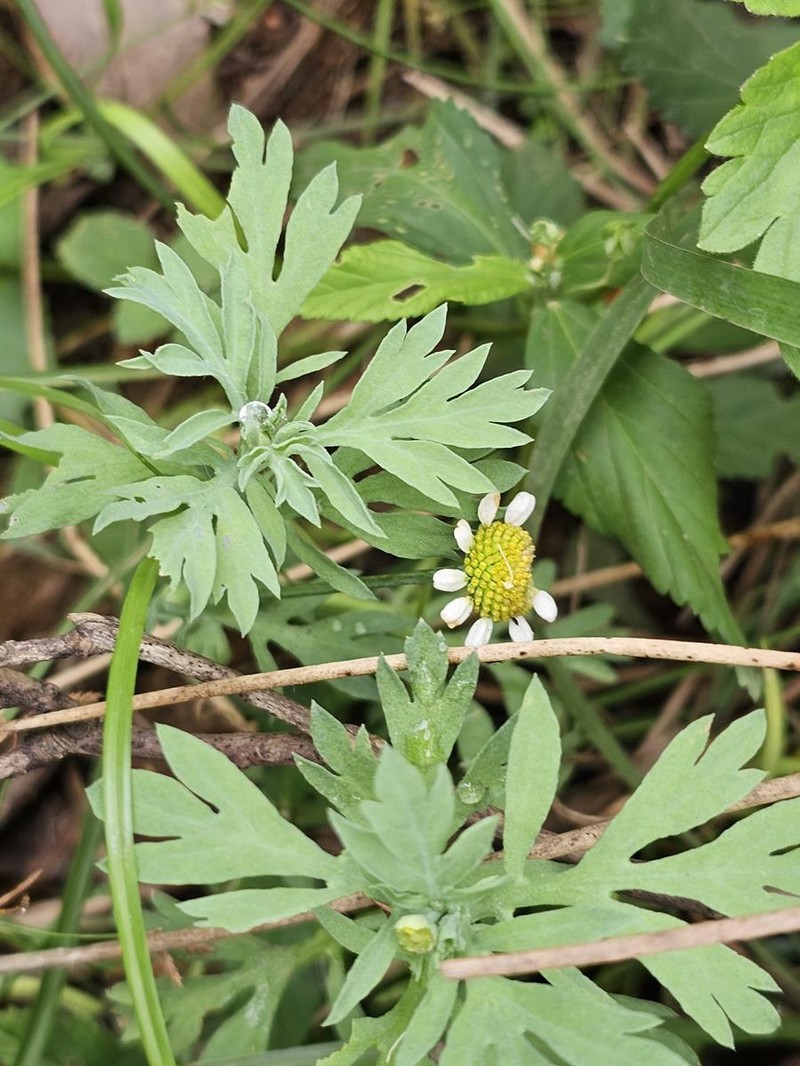 Cotula nigellifolia var. nigellifolia photo 2