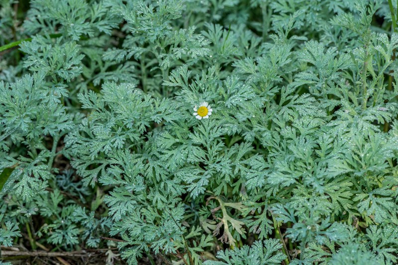 Cotula nigellifolia var. nigellifolia photo 3