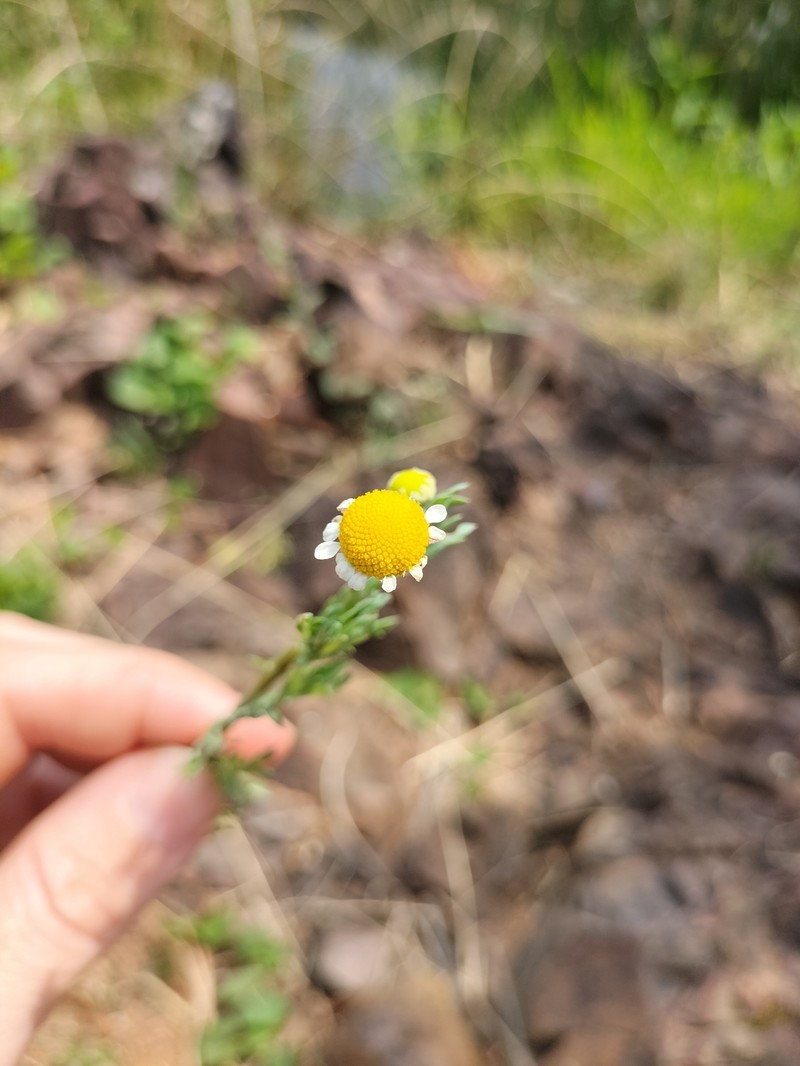 Cotula nigellifolia var. nigellifolia photo 4