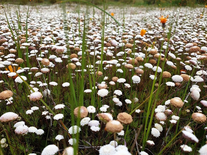 Cotula nudicaulis