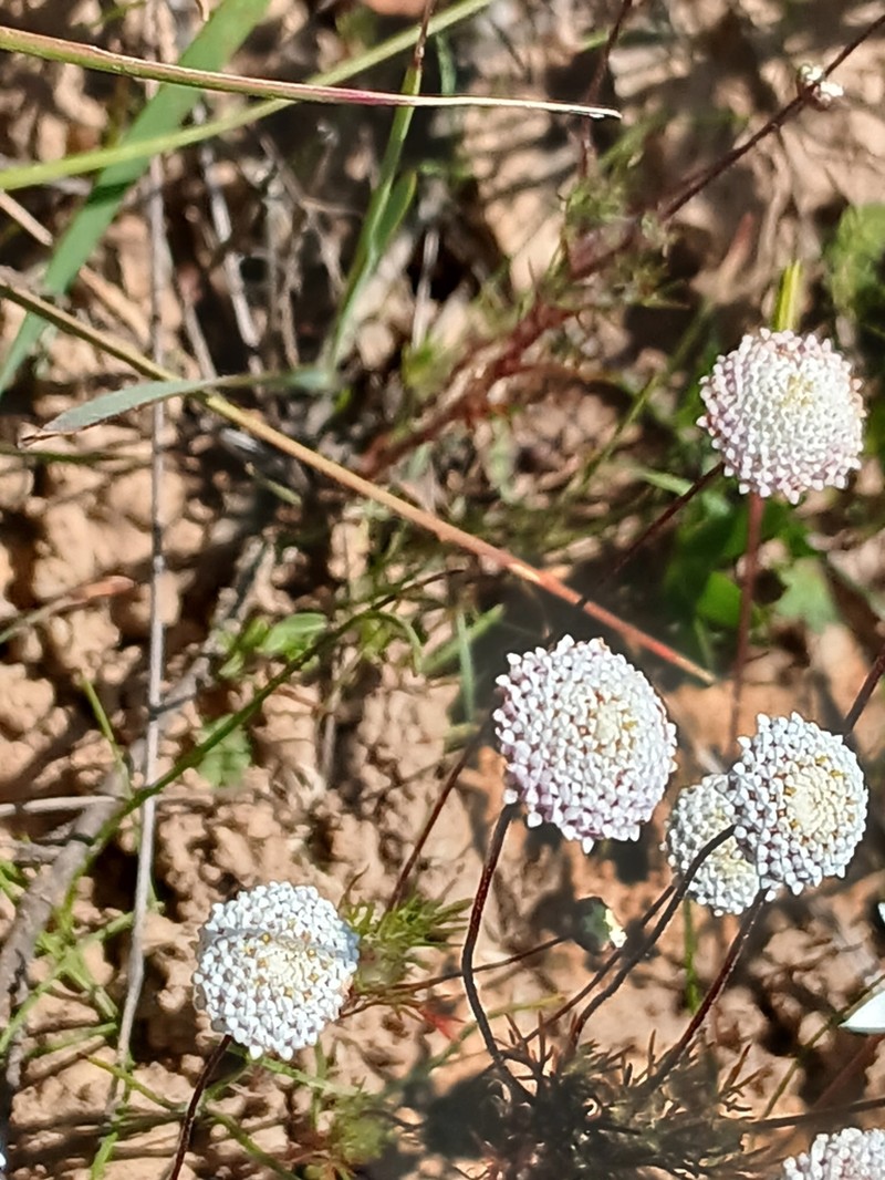 Cotula nudicaulis photo 2