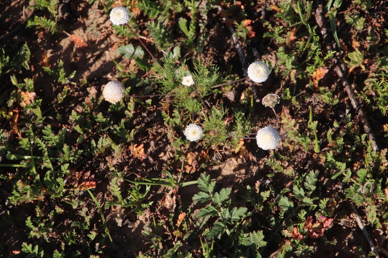 Cotula nudicaulis photo 3