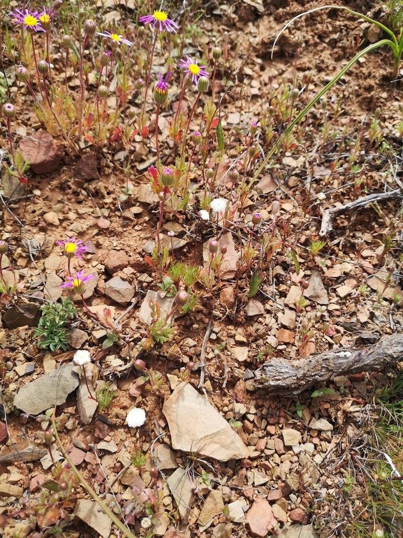 Cotula nudicaulis photo 4